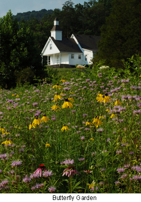 Butterfly Garden